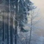 Foggy Winter Forest With Faint Morning Sun
