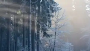 Foggy Winter Forest With Faint Morning Sun