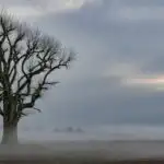 Lonely Tree Under Grey Sky