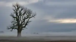 Lonely Tree Under Grey Sky