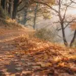 Nature Trail Covered in Soft Autumn Leaves