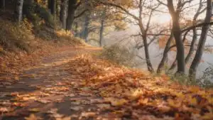 Nature Trail Covered in Soft Autumn Leaves