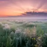 Open Field Under Soft Pink Dawn