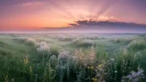 Open Field Under Soft Pink Dawn