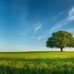 Open Field With Lonely Tree Under Blue Sky