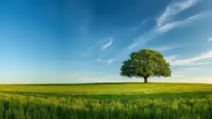 Open Field With Lonely Tree Under Blue Sky