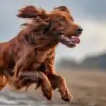 Playful Irish Setter Running Fast