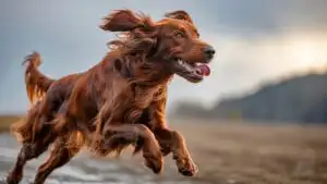 Playful Irish Setter Running Fast