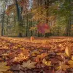 Red Leaves Covering Quiet Forest Floor