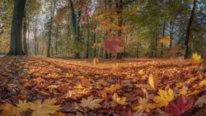 Red Leaves Covering Quiet Forest Floor