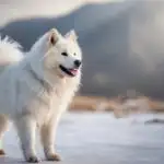 Samoyed Dog in Snow White Fluff