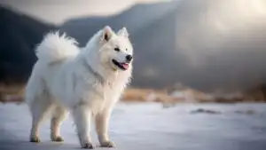 Samoyed Dog in Snow White Fluff
