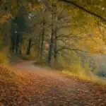 Serene Forest Path Under Golden Canopy