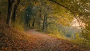 Serene Forest Path Under Golden Canopy