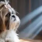 Shih Tzu Dog with Cute Hair Tie