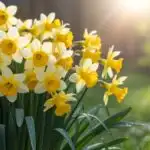 Spring Daffodils Bright Sunlight Photo