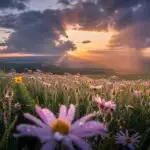 Sunrise After Tears