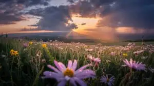 Sunrise After Tears
