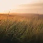 Sunset Through Tall Grass Field