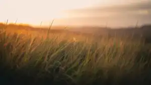 Sunset Through Tall Grass Field