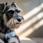 Sweetest Miniature Schnauzer Look