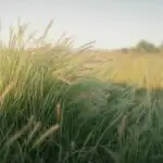 Tall Grassy Field Moving in Light Wind
