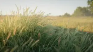 Tall Grassy Field Moving in Light Wind