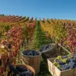 Vineyard Autumn Colors Harvesting Season