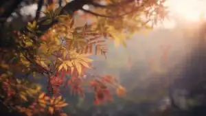 Warm Sunset Glow Touching Blurred Leaves