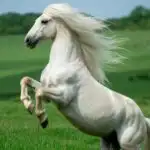 White Horse With Long Mane