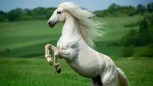 White Horse With Long Mane
