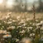 Wide Field With Flower Patches in Spring