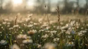 Wide Field With Flower Patches in Spring
