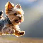 Yorkshire Terrier Playful Moment