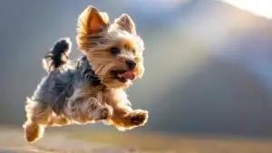 Yorkshire Terrier Playful Moment
