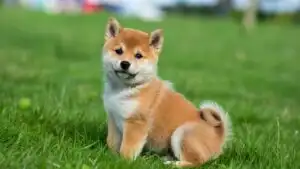 Adorable Shiba Inu Puppy Sitting