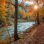 Autumn Forest Path Sunlight Streaming