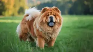 Chow Chow Dog Fluffy Red Coat