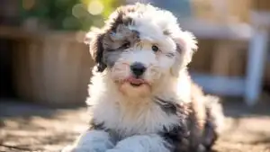 Cute Sheepdog Puppy Shaggy Face
