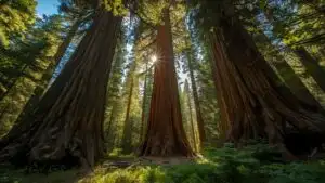 Giant Sequoia Tree Forest Sunlight
