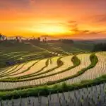 Golden Sunset Over Lush Rice Terraces Landscape