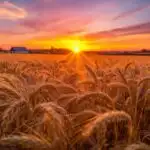 Golden Wheat Field Harvesting Season Sunset
