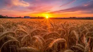 Golden Wheat Field Harvesting Season Sunset