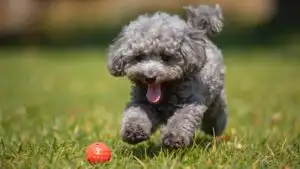 Grey Poodle Puppy Playing Ball