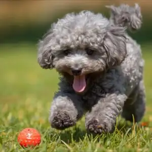 Grey Poodle Puppy Playing Ball