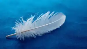 Minimalist White Feather Soft Focus Detail