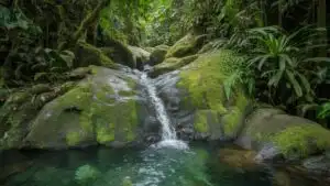 Mossy Forest Stream