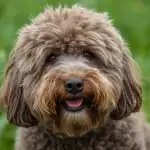 Puli Dog Shaggy Corded Coat Funny