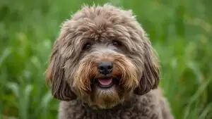 Puli Dog Shaggy Corded Coat Funny