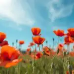Red Poppy Field Blue Sky Contrast Vibrant Summer